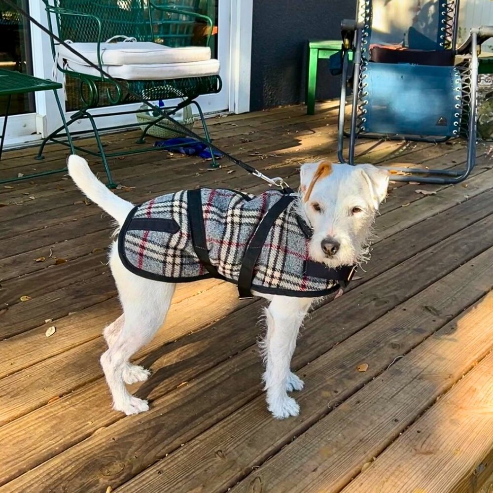 SOLD  Foggy Mountain Wool Plaid Dog Coat, Size 12 USA Made, Like New WARM